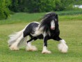 /album/%ce%b1%cf%83%cf%84%ce%b5%ce%af%ce%b1-%ce%bc%ce%b5-%ce%b6%cf%8e%ce%b1-/funny-black-and-white-animals-in-two-colors-jpg/
