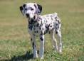/album/%ce%b1%cf%83%cf%84%ce%b5%ce%af%ce%b1-%ce%bc%ce%b5-%ce%b6%cf%8e%ce%b1-/funny-black-and-white-animals-in-two-colors-3-jpg/