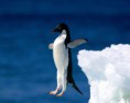 /album/%ce%b1%cf%83%cf%84%ce%b5%ce%af%ce%b1-%ce%bc%ce%b5-%ce%b6%cf%8e%ce%b1-/funny-black-and-white-animals-in-two-colors-4-jpg/