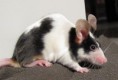 /album/%ce%b1%cf%83%cf%84%ce%b5%ce%af%ce%b1-%ce%bc%ce%b5-%ce%b6%cf%8e%ce%b1-/funny-black-and-white-animals-in-two-colors-5-jpg/