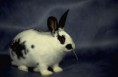 /album/%ce%b1%cf%83%cf%84%ce%b5%ce%af%ce%b1-%ce%bc%ce%b5-%ce%b6%cf%8e%ce%b1-/funny-black-and-white-animals-in-two-colors-6-jpg/
