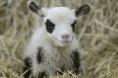 /album/%ce%b1%cf%83%cf%84%ce%b5%ce%af%ce%b1-%ce%bc%ce%b5-%ce%b6%cf%8e%ce%b1-/funny-black-and-white-animals-in-two-colors-7-jpg/