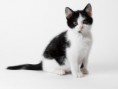 /album/%ce%b1%cf%83%cf%84%ce%b5%ce%af%ce%b1-%ce%bc%ce%b5-%ce%b6%cf%8e%ce%b1-/funny-black-and-white-animals-in-two-colors-8-jpg/