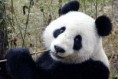 /album/%ce%b1%cf%83%cf%84%ce%b5%ce%af%ce%b1-%ce%bc%ce%b5-%ce%b6%cf%8e%ce%b1-/funny-black-and-white-animals-in-two-colors-9-jpg/