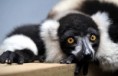 /album/%ce%b1%cf%83%cf%84%ce%b5%ce%af%ce%b1-%ce%bc%ce%b5-%ce%b6%cf%8e%ce%b1-/funny-black-and-white-animals-in-two-colors-10-jpg/
