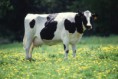 /album/%ce%b1%cf%83%cf%84%ce%b5%ce%af%ce%b1-%ce%bc%ce%b5-%ce%b6%cf%8e%ce%b1-/funny-black-and-white-animals-in-two-colors-11-jpg/