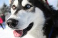 /album/%ce%b1%cf%83%cf%84%ce%b5%ce%af%ce%b1-%ce%bc%ce%b5-%ce%b6%cf%8e%ce%b1-/funny-black-and-white-animals-in-two-colors-12-jpg/
