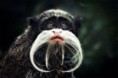 /album/%ce%b1%cf%83%cf%84%ce%b5%ce%af%ce%b1-%ce%bc%ce%b5-%ce%b6%cf%8e%ce%b1-/funny-black-and-white-animals-in-two-colors-13-jpg/