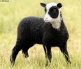/album/%ce%b1%cf%83%cf%84%ce%b5%ce%af%ce%b1-%ce%bc%ce%b5-%ce%b6%cf%8e%ce%b1-/funny-black-and-white-animals-in-two-colors-14-jpg/