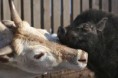 /album/%ce%b1%cf%83%cf%84%ce%b5%ce%af%ce%b1-%ce%bc%ce%b5-%ce%b6%cf%8e%ce%b1-/funny-black-and-white-animals-in-two-colors-15-jpg/