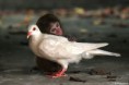 /album/%ce%b1%cf%83%cf%84%ce%b5%ce%af%ce%b1-%ce%bc%ce%b5-%ce%b6%cf%8e%ce%b1-/funny-black-and-white-animals-in-two-colors-16-jpg/