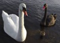 /album/%ce%b1%cf%83%cf%84%ce%b5%ce%af%ce%b1-%ce%bc%ce%b5-%ce%b6%cf%8e%ce%b1-/funny-black-and-white-animals-in-two-colors-17-jpg/
