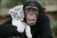 /album/%ce%b1%cf%83%cf%84%ce%b5%ce%af%ce%b1-%ce%bc%ce%b5-%ce%b6%cf%8e%ce%b1-/funny-black-and-white-animals-in-two-colors-18-jpg/