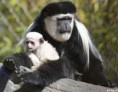 /album/%ce%b1%cf%83%cf%84%ce%b5%ce%af%ce%b1-%ce%bc%ce%b5-%ce%b6%cf%8e%ce%b1-/funny-black-and-white-animals-in-two-colors-19-jpg/