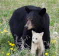 /album/%ce%b1%cf%83%cf%84%ce%b5%ce%af%ce%b1-%ce%bc%ce%b5-%ce%b6%cf%8e%ce%b1-/funny-black-and-white-animals-in-two-colors-20-511x480-jpg/