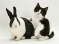 /album/%ce%b1%cf%83%cf%84%ce%b5%ce%af%ce%b1-%ce%bc%ce%b5-%ce%b6%cf%8e%ce%b1-/funny-black-and-white-animals-in-two-colors-21-jpg/