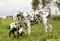 /album/%ce%b1%cf%83%cf%84%ce%b5%ce%af%ce%b1-%ce%bc%ce%b5-%ce%b6%cf%8e%ce%b1-/funny-black-and-white-animals-in-two-colors-22-jpg/