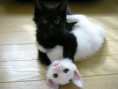 /album/%ce%b1%cf%83%cf%84%ce%b5%ce%af%ce%b1-%ce%bc%ce%b5-%ce%b6%cf%8e%ce%b1-/funny-black-and-white-animals-in-two-colors-23-jpg/