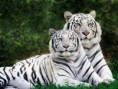 /album/%ce%b1%cf%83%cf%84%ce%b5%ce%af%ce%b1-%ce%bc%ce%b5-%ce%b6%cf%8e%ce%b1-/funny-black-and-white-animals-in-two-colors-24-jpg/