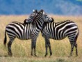 /album/%ce%b1%cf%83%cf%84%ce%b5%ce%af%ce%b1-%ce%bc%ce%b5-%ce%b6%cf%8e%ce%b1-/funny-black-and-white-animals-in-two-colors-25-jpg/