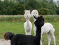 /album/%ce%b1%cf%83%cf%84%ce%b5%ce%af%ce%b1-%ce%bc%ce%b5-%ce%b6%cf%8e%ce%b1-/funny-black-and-white-animals-in-two-colors-26-jpg/