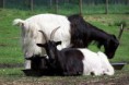/album/%ce%b1%cf%83%cf%84%ce%b5%ce%af%ce%b1-%ce%bc%ce%b5-%ce%b6%cf%8e%ce%b1-/funny-black-and-white-animals-in-two-colors-27-jpg/