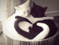 /album/%ce%b1%cf%83%cf%84%ce%b5%ce%af%ce%b1-%ce%bc%ce%b5-%ce%b6%cf%8e%ce%b1-/funny-black-and-white-animals-in-two-colors-28-jpg/
