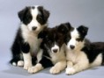 /album/%ce%b1%cf%83%cf%84%ce%b5%ce%af%ce%b1-%ce%bc%ce%b5-%ce%b6%cf%8e%ce%b1-/funny-black-and-white-animals-in-two-colors-29-jpg/