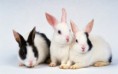 /album/%ce%b1%cf%83%cf%84%ce%b5%ce%af%ce%b1-%ce%bc%ce%b5-%ce%b6%cf%8e%ce%b1-/funny-black-and-white-animals-in-two-colors-30-jpg/