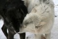 /album/%ce%b1%cf%83%cf%84%ce%b5%ce%af%ce%b1-%ce%bc%ce%b5-%ce%b6%cf%8e%ce%b1-/funny-black-and-white-animals-in-two-colors-31-jpg/