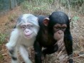 /album/%ce%b1%cf%83%cf%84%ce%b5%ce%af%ce%b1-%ce%bc%ce%b5-%ce%b6%cf%8e%ce%b1-/funny-black-and-white-animals-in-two-colors-32-jpg/
