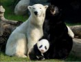 /album/%ce%b1%cf%83%cf%84%ce%b5%ce%af%ce%b1-%ce%bc%ce%b5-%ce%b6%cf%8e%ce%b1-/funny-black-and-white-animals-in-two-colors-33-jpg/