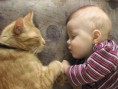 /album/%ce%b1%cf%83%cf%84%ce%b5%ce%af%ce%b1-%ce%bc%ce%b5-%ce%b6%cf%8e%ce%b1-/funny-cats-and-babies-toy-or-pet-2-jpg/