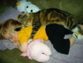 /album/%ce%b1%cf%83%cf%84%ce%b5%ce%af%ce%b1-%ce%bc%ce%b5-%ce%b6%cf%8e%ce%b1-/funny-cats-and-babies-toy-or-pet-3-jpg/