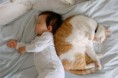 /album/%ce%b1%cf%83%cf%84%ce%b5%ce%af%ce%b1-%ce%bc%ce%b5-%ce%b6%cf%8e%ce%b1-/funny-cats-and-babies-toy-or-pet-9-jpg/