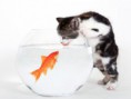 /album/%ce%b1%cf%83%cf%84%ce%b5%ce%af%ce%b1-%ce%bc%ce%b5-%ce%b6%cf%8e%ce%b1-/funny-cats-and-fish-fishbowl-is-so-tempting-640x480-jpg/