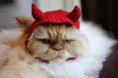 /album/%ce%b1%cf%83%cf%84%ce%b5%ce%af%ce%b1-%ce%bc%ce%b5-%ce%b6%cf%8e%ce%b1-/funny-devils-evil-cats-jpg/