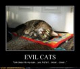 /album/%ce%b1%cf%83%cf%84%ce%b5%ce%af%ce%b1-%ce%bc%ce%b5-%ce%b6%cf%8e%ce%b1-/funny-devils-evil-cats-2-jpg/