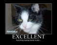 /album/%ce%b1%cf%83%cf%84%ce%b5%ce%af%ce%b1-%ce%bc%ce%b5-%ce%b6%cf%8e%ce%b1-/funny-devils-evil-cats-4-jpg/
