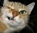 /album/%ce%b1%cf%83%cf%84%ce%b5%ce%af%ce%b1-%ce%bc%ce%b5-%ce%b6%cf%8e%ce%b1-/funny-devils-evil-cats-10-jpg/