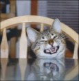 /album/%ce%b1%cf%83%cf%84%ce%b5%ce%af%ce%b1-%ce%bc%ce%b5-%ce%b6%cf%8e%ce%b1-/funny-devils-evil-cats-11-jpg/