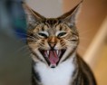 /album/%ce%b1%cf%83%cf%84%ce%b5%ce%af%ce%b1-%ce%bc%ce%b5-%ce%b6%cf%8e%ce%b1-/funny-devils-evil-cats-12-jpg/