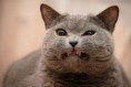 /album/%ce%b1%cf%83%cf%84%ce%b5%ce%af%ce%b1-%ce%bc%ce%b5-%ce%b6%cf%8e%ce%b1-/funny-devils-evil-cats-13-jpg/