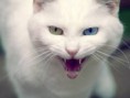 /album/%ce%b1%cf%83%cf%84%ce%b5%ce%af%ce%b1-%ce%bc%ce%b5-%ce%b6%cf%8e%ce%b1-/funny-devils-evil-cats-14-jpg/