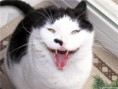 /album/%ce%b1%cf%83%cf%84%ce%b5%ce%af%ce%b1-%ce%bc%ce%b5-%ce%b6%cf%8e%ce%b1-/funny-devils-evil-cats-15-jpg/