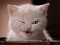 /album/%ce%b1%cf%83%cf%84%ce%b5%ce%af%ce%b1-%ce%bc%ce%b5-%ce%b6%cf%8e%ce%b1-/funny-devils-evil-cats-16-jpg/