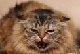 /album/%ce%b1%cf%83%cf%84%ce%b5%ce%af%ce%b1-%ce%bc%ce%b5-%ce%b6%cf%8e%ce%b1-/funny-devils-evil-cats-17-jpg/