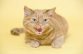 /album/%ce%b1%cf%83%cf%84%ce%b5%ce%af%ce%b1-%ce%bc%ce%b5-%ce%b6%cf%8e%ce%b1-/funny-devils-evil-cats-18-jpg/