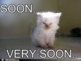 /album/%ce%b1%cf%83%cf%84%ce%b5%ce%af%ce%b1-%ce%bc%ce%b5-%ce%b6%cf%8e%ce%b1-/funny-devils-evil-cats-20-jpg/