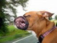 /album/%ce%b1%cf%83%cf%84%ce%b5%ce%af%ce%b1-%ce%bc%ce%b5-%ce%b6%cf%8e%ce%b1-/funny-dog-faces-high-speed-jpg/